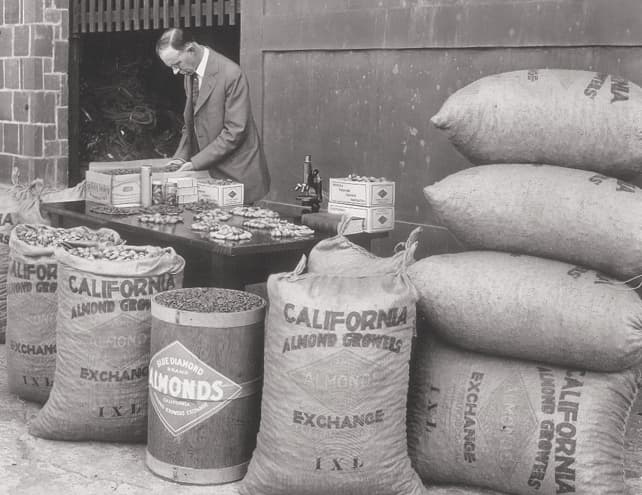 A man stands behind a table displaying almonds and boxes, with large sacks labeled California Almond Growers Exchange and a barrel marked Blue Diamond Almonds in front of him.
