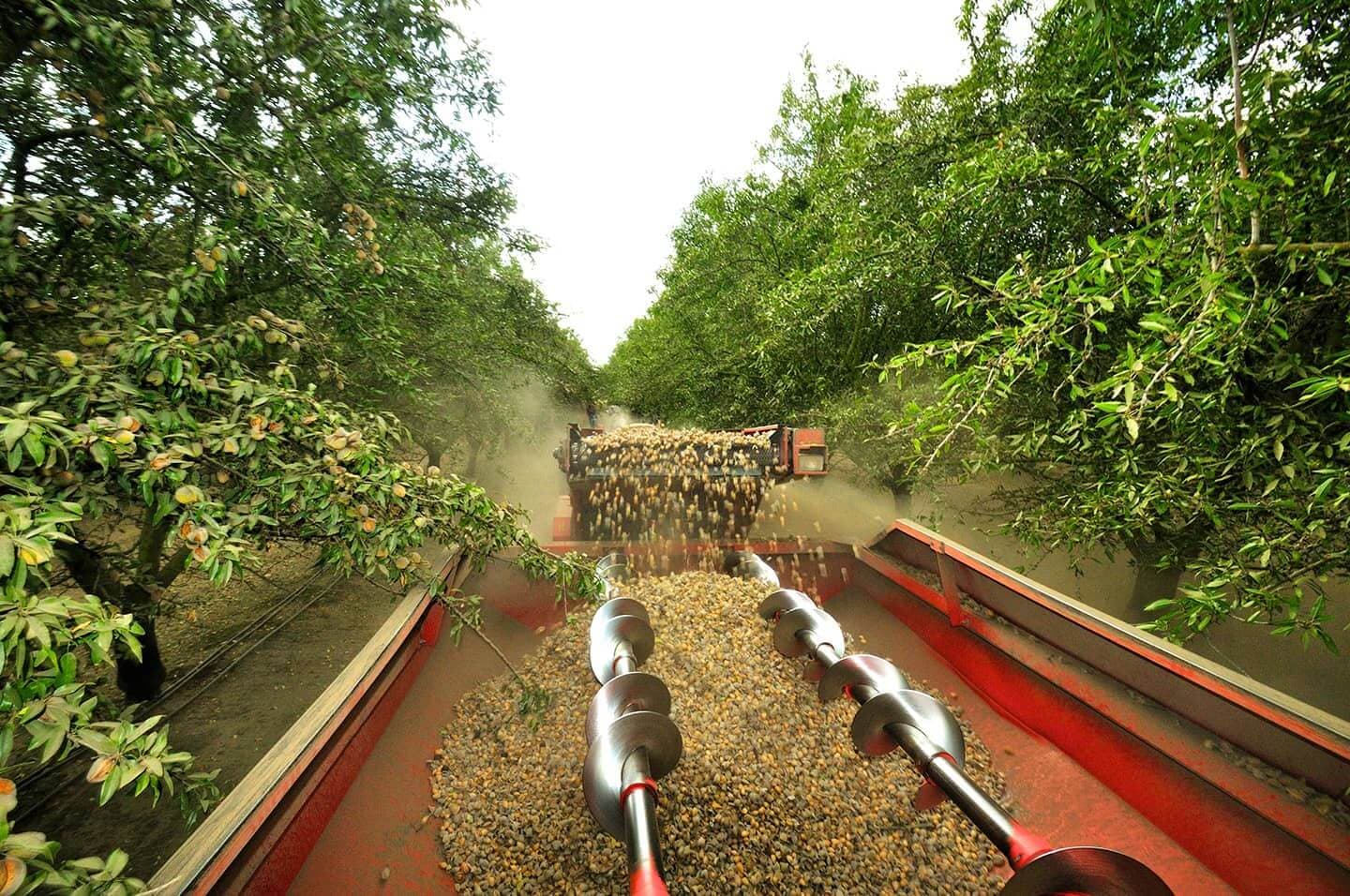 A machine harvests almonds from trees, collecting them on a conveyor belt in an orchard with dusty air and rows of green trees.