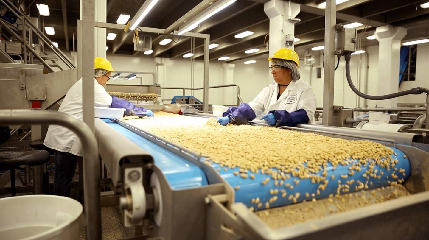 Two workers in protective gear monitor soybeans on a blue conveyor belt inside a food processing facility with industrial equipment.