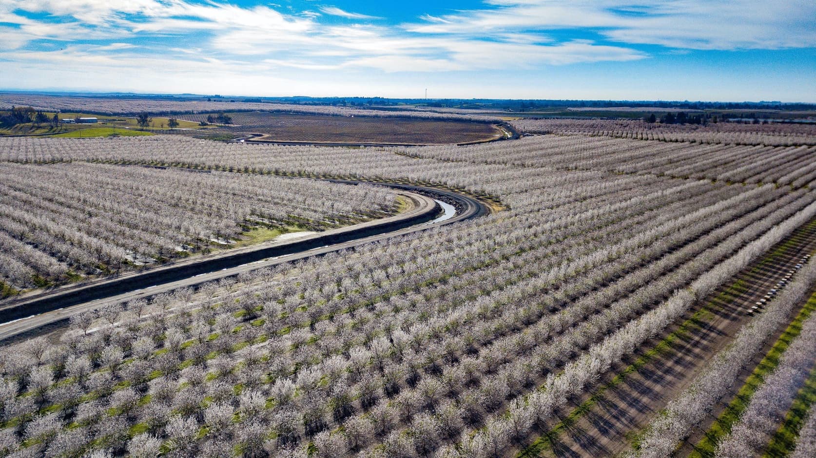 Aerial view of a neatly arranged orchard with blooming trees and a winding road running through the farmland under a blue sky.