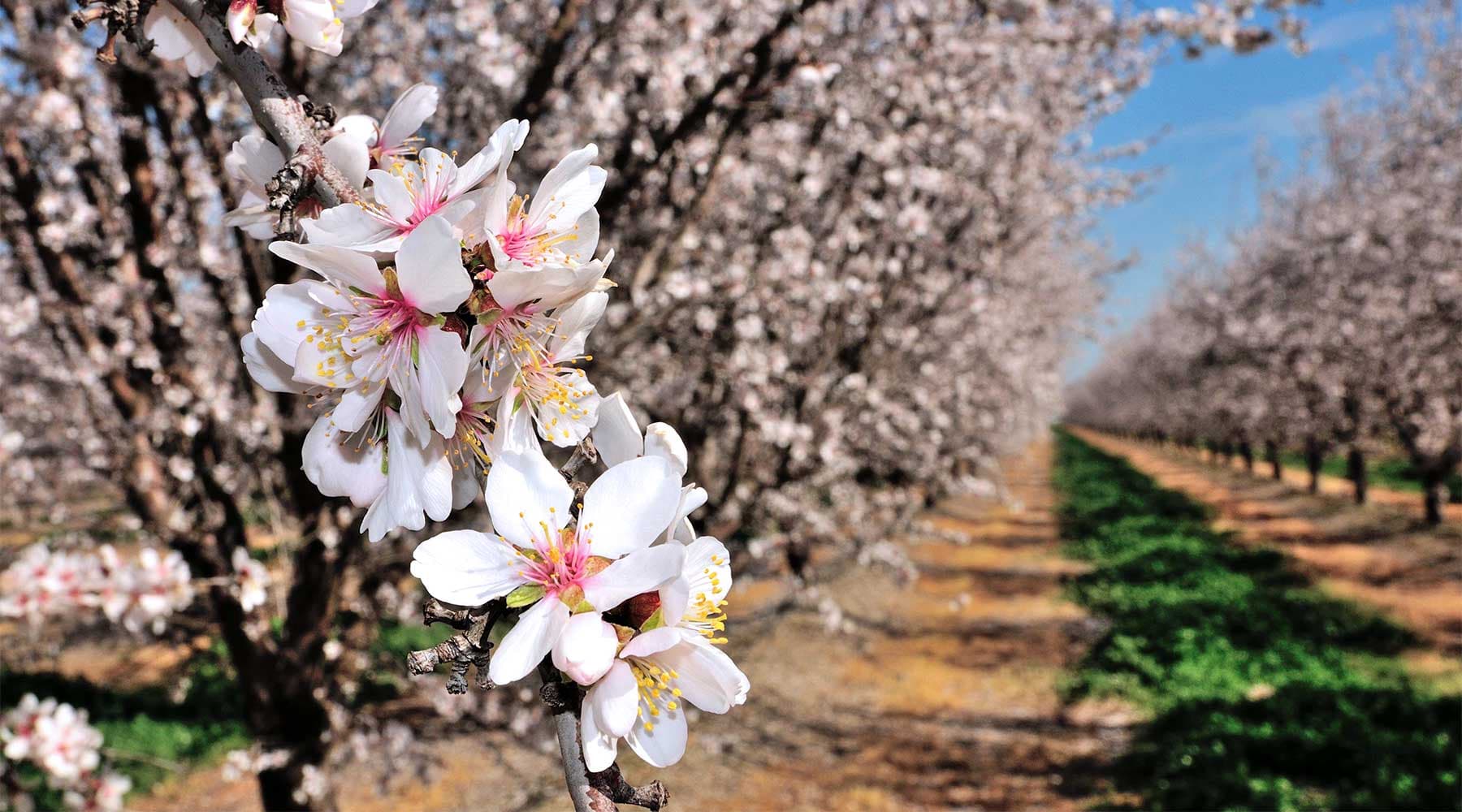 Close-up of blooming almond tree flowers with rows of similar trees in the background, under a clear blue sky.