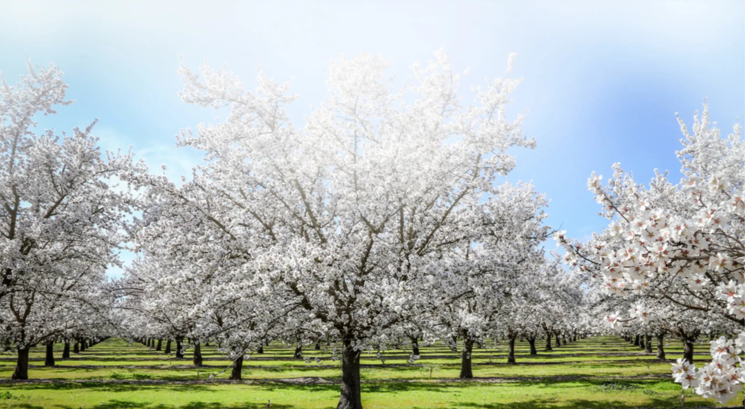 Rows of trees covered in white blossoms stand on green grass under a clear blue sky, suggesting a blooming orchard in spring.