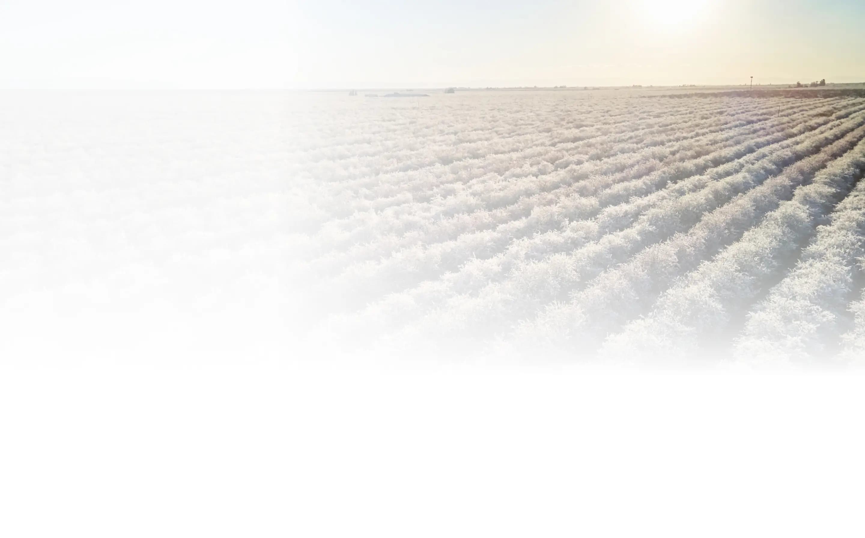 Rows of crops in a large field under sunlight, with the foreground faded to white, creating a soft, misty effect.