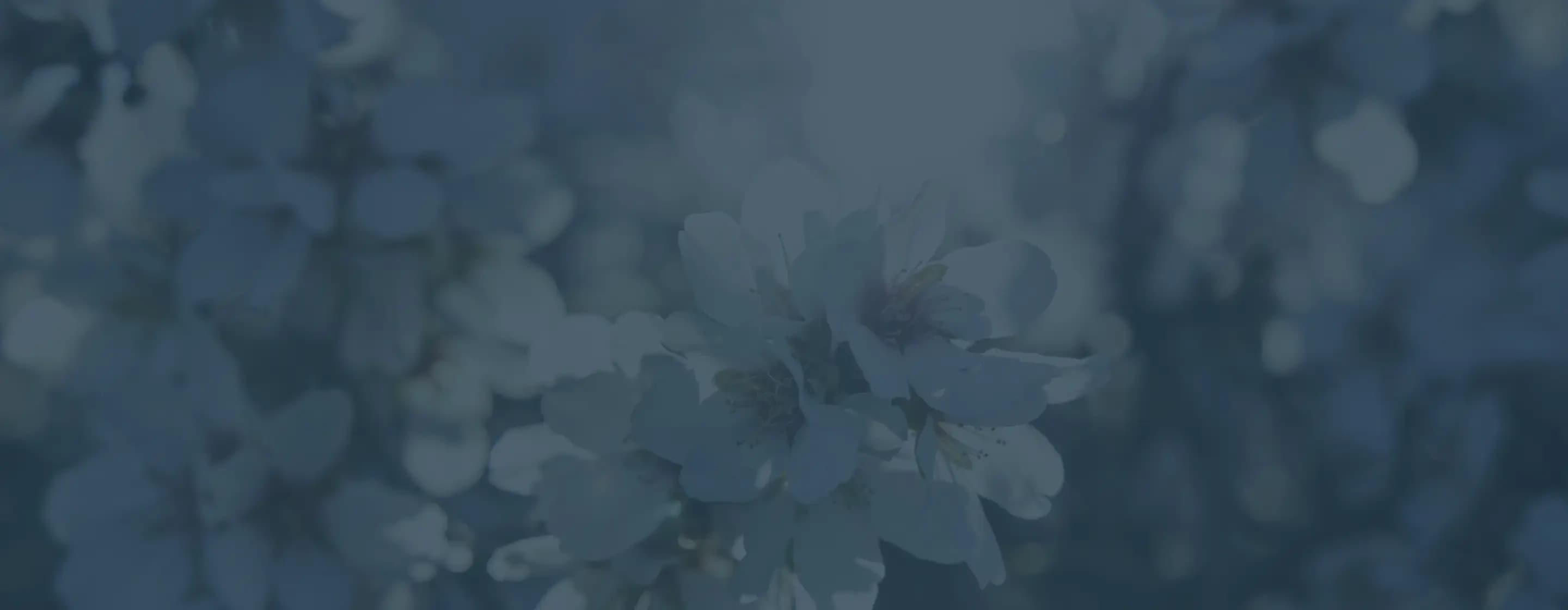 Close-up of white flowers in bloom on a tree branch, with a blurred background and an overall blue-tinted color effect.