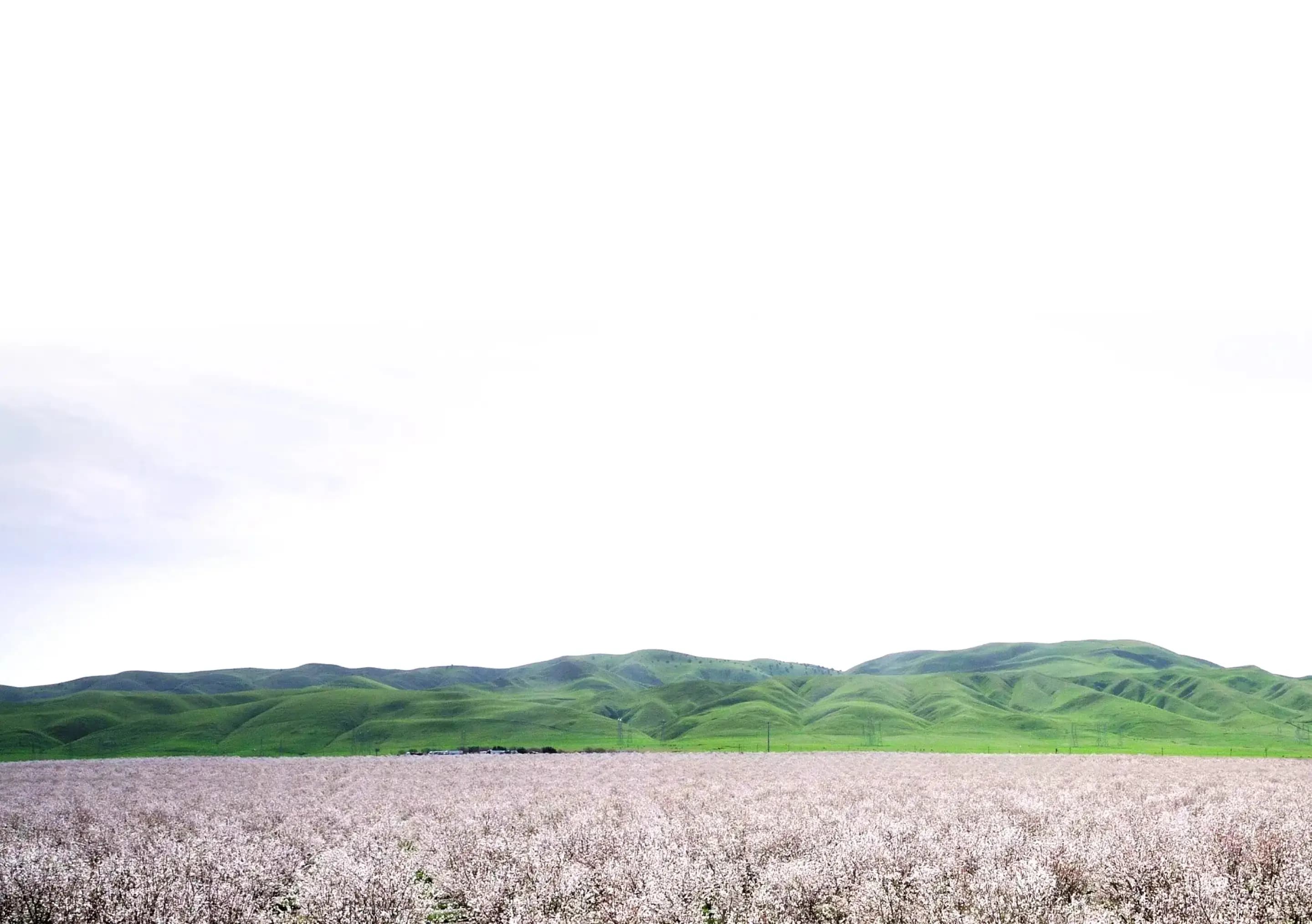 Wide landscape with a field of blooming flowers in the foreground, rolling green hills in the distance, and a clear white sky above.