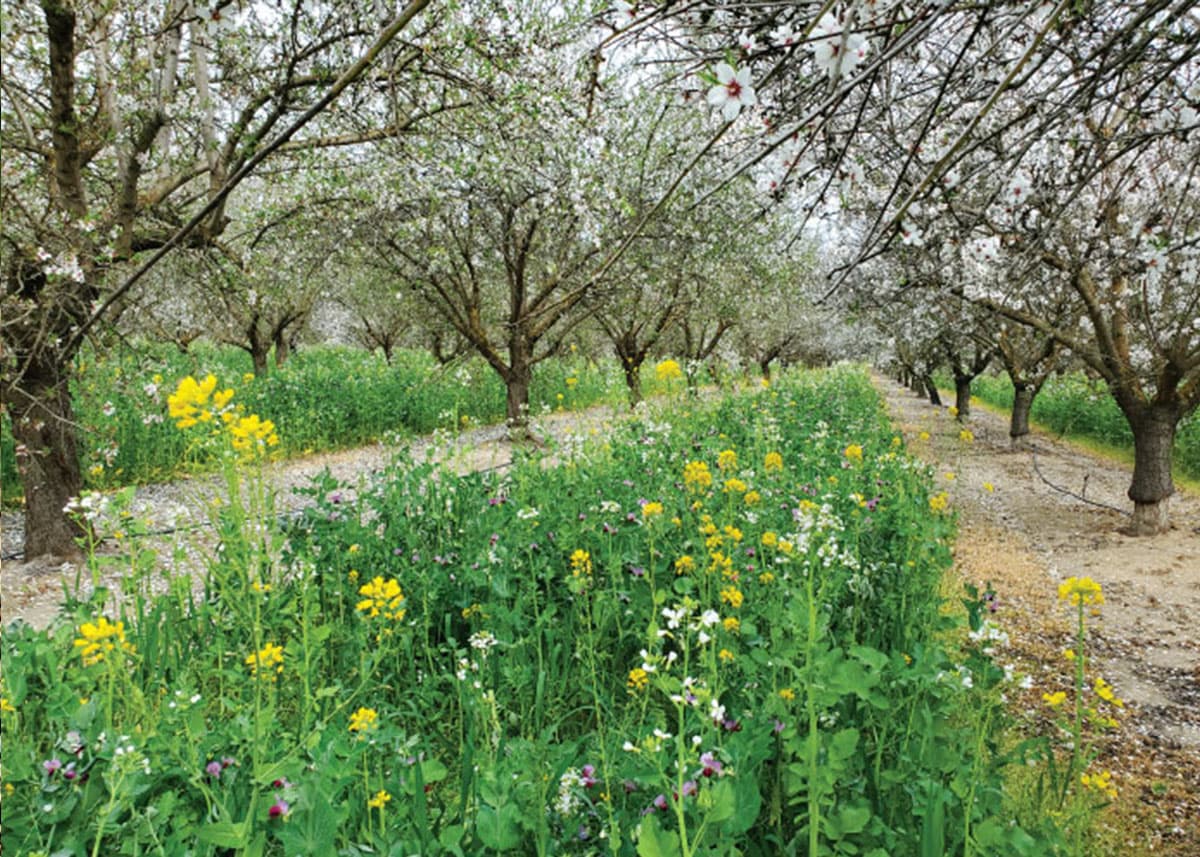 Rows of blossoming trees with green plants and yellow wildflowers growing between them, under a cloudy sky.