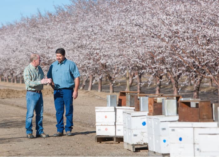Two men standing in almond orchard talking next to bee boxes