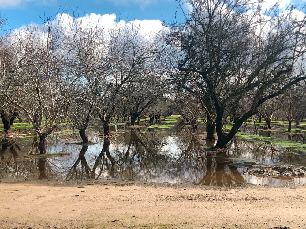 Flooded orchard with leafless trees reflected in still water, under a partly cloudy sky. Patches of green grass are visible amidst the water and bare earth.