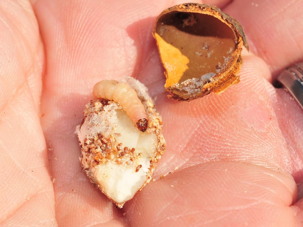 A close-up of a hand holding a cracked nut with a small, pale larva emerging from it.
