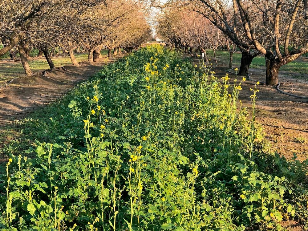 Green plants with small yellow flowers grow between rows of leafless orchard trees under sunlight. The trees and plants form symmetrical lines.
