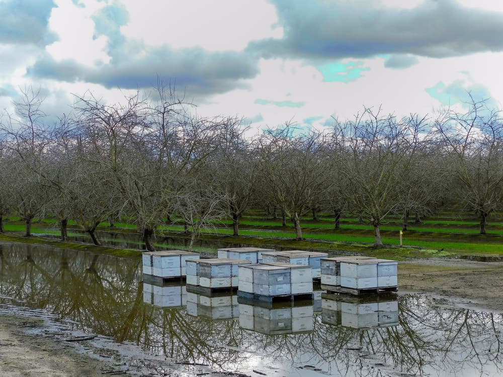 Several white beehive boxes sit on a muddy patch surrounded by water, in front of a grove of leafless trees under a cloudy sky.