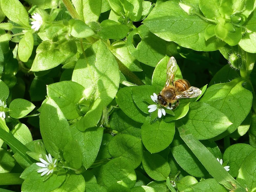 A bee is perched on a small white flower surrounded by dense green leaves in bright sunlight.