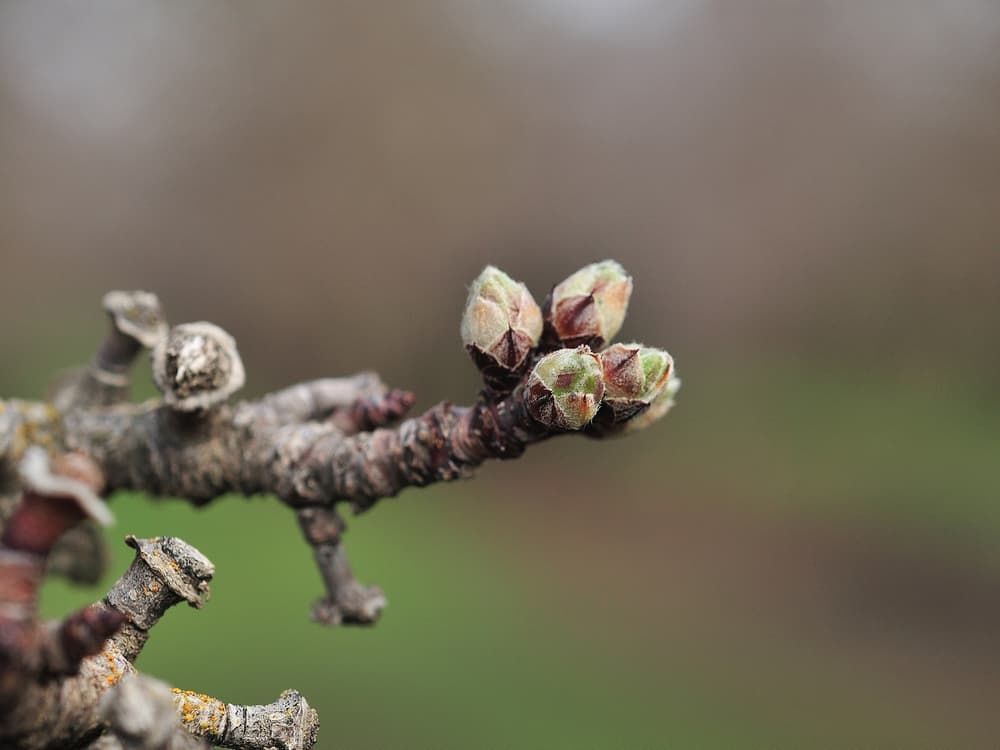 Close-up of a tree branch with several small buds beginning to open, against a blurred natural background.