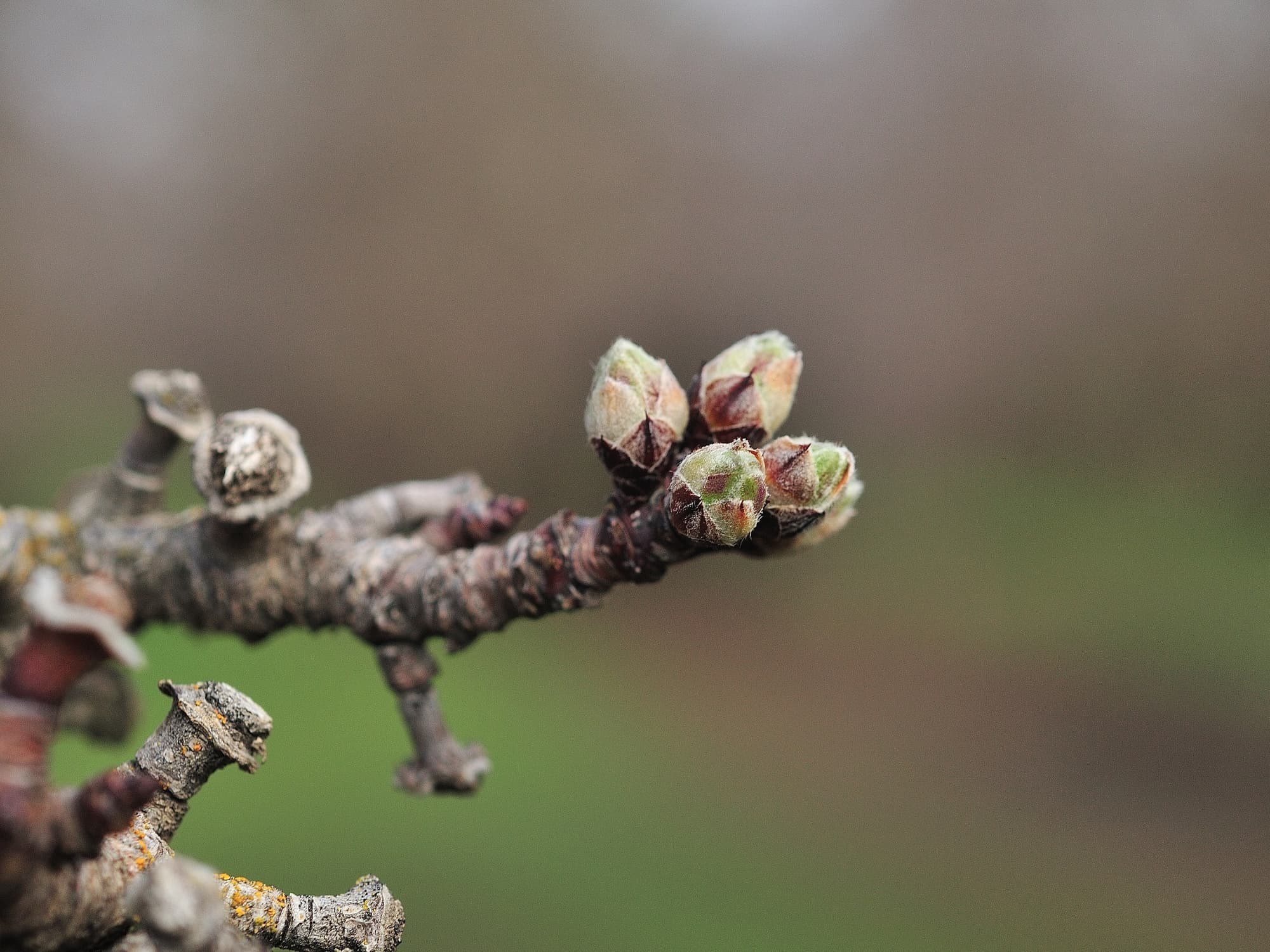 Close-up of a tree branch with several small buds beginning to open, against a blurred natural background.