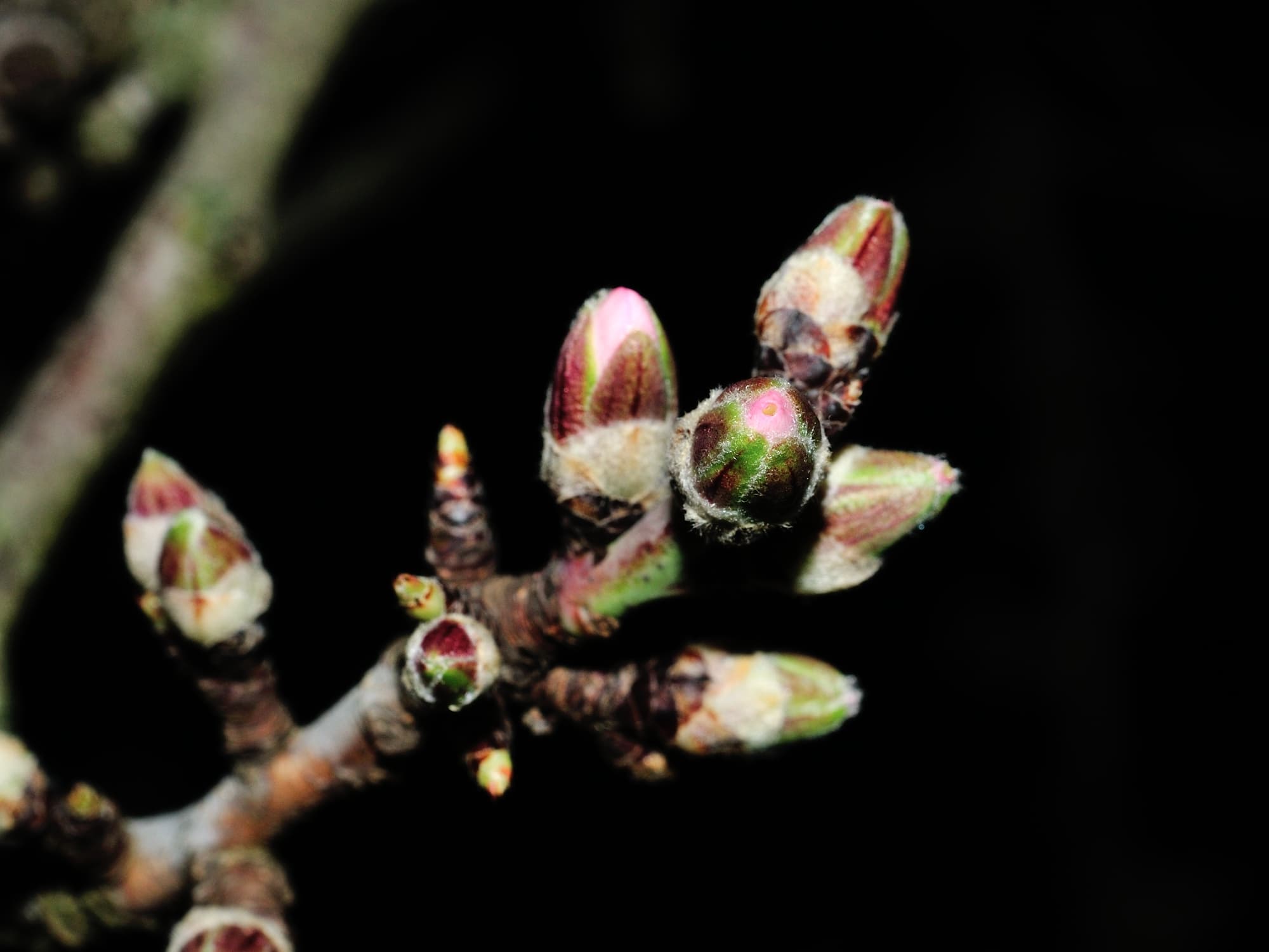 Close-up of several tree buds on a branch against a black background, showing the buds pink and green colors and fine details.