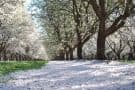 Tree-lined path with branches covered in white blossoms and flower petals scattered on the ground on a sunny day.