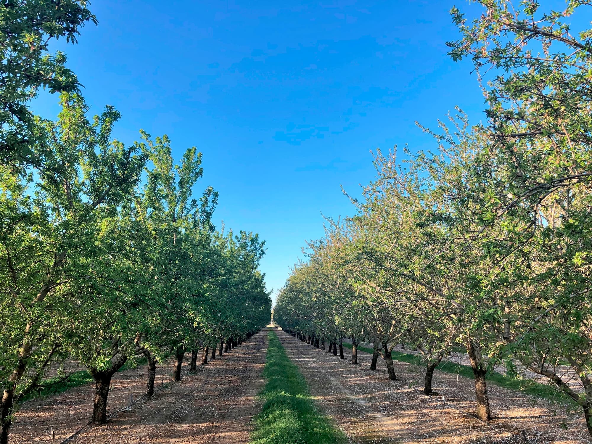Rows of trees in an orchard under a clear blue sky, with grass and dirt paths running between the trees.