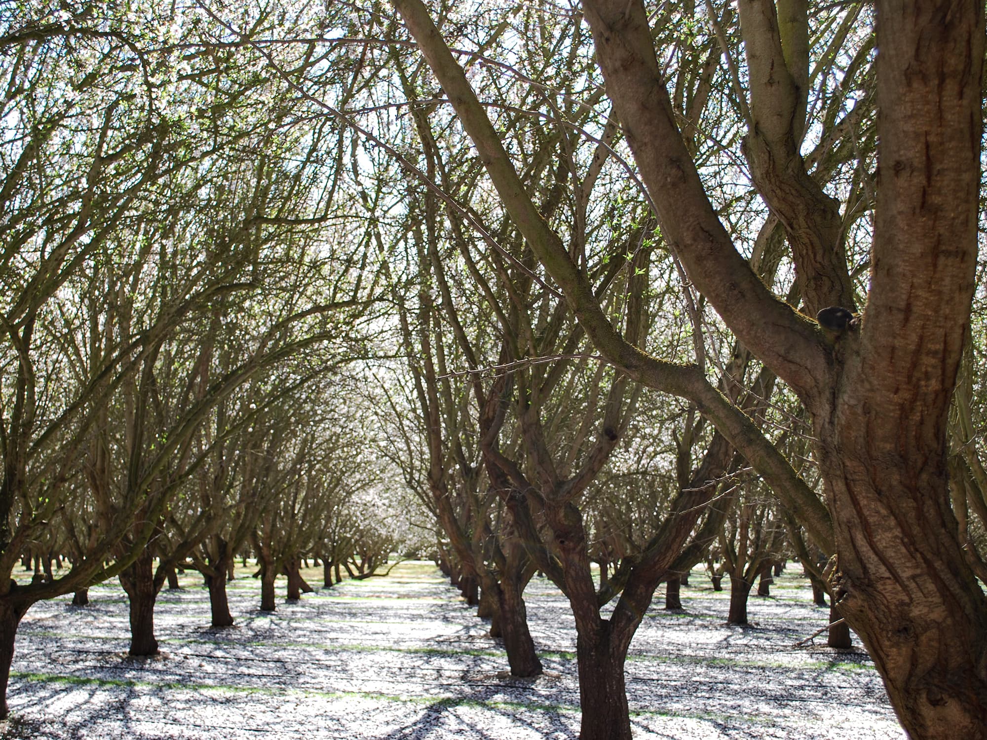 Rows of trees with bare branches are planted in an orchard. Sunlight filters through the branches, casting shadows on the ground covered with fallen petals or leaves.
