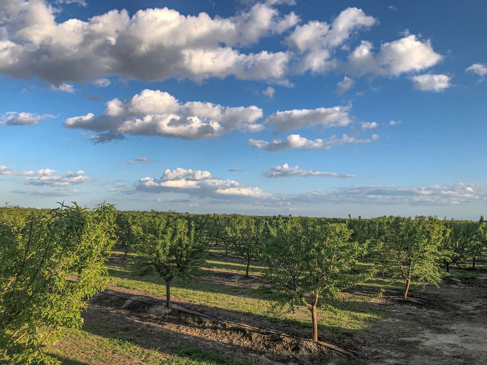 Rows of young trees grow in an orchard under a blue sky with scattered clouds. Green grass and dirt paths are visible between the trees.