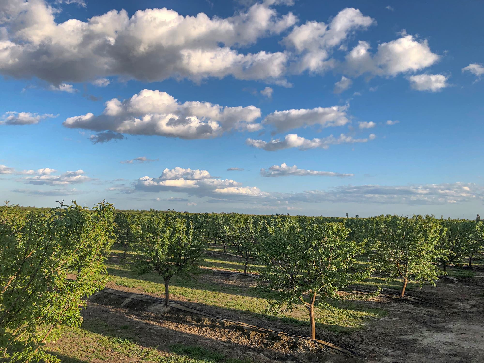 Rows of young trees grow in an orchard under a blue sky with scattered clouds. Green grass and dirt paths are visible between the trees.