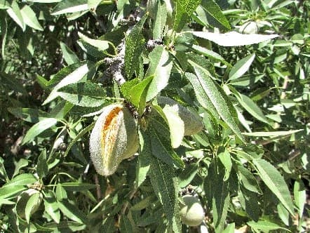 Close-up of an almond tree branch with green leaves and several immature almonds in their fuzzy shells.