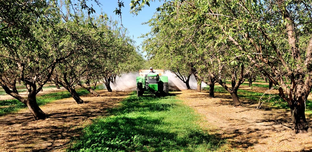 A tractor sprays pesticides or fertilizers between rows of trees in an orchard under a clear blue sky.