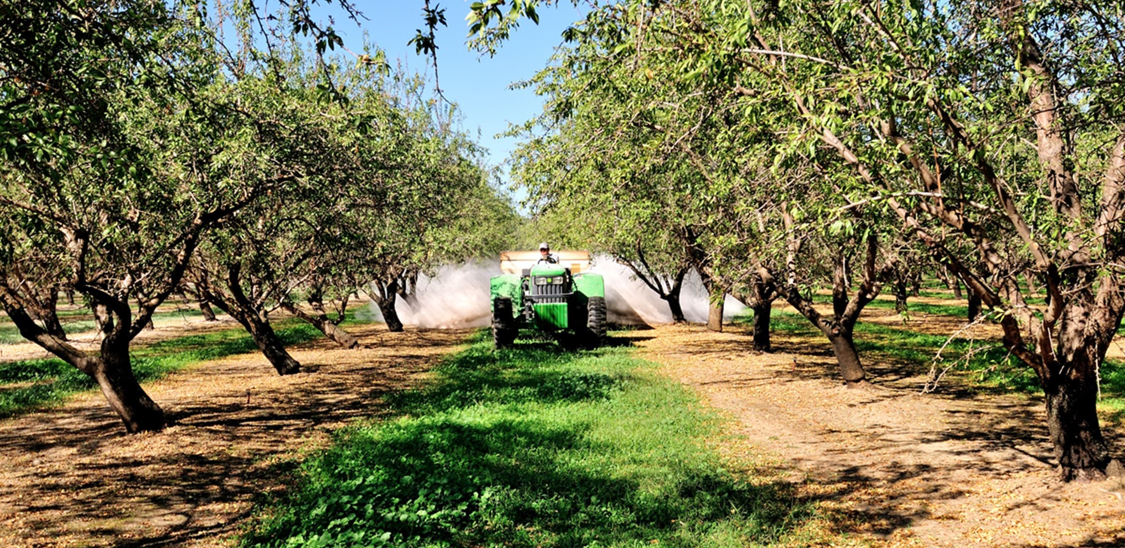 A tractor sprays pesticides or fertilizers between rows of trees in an orchard under a clear blue sky.