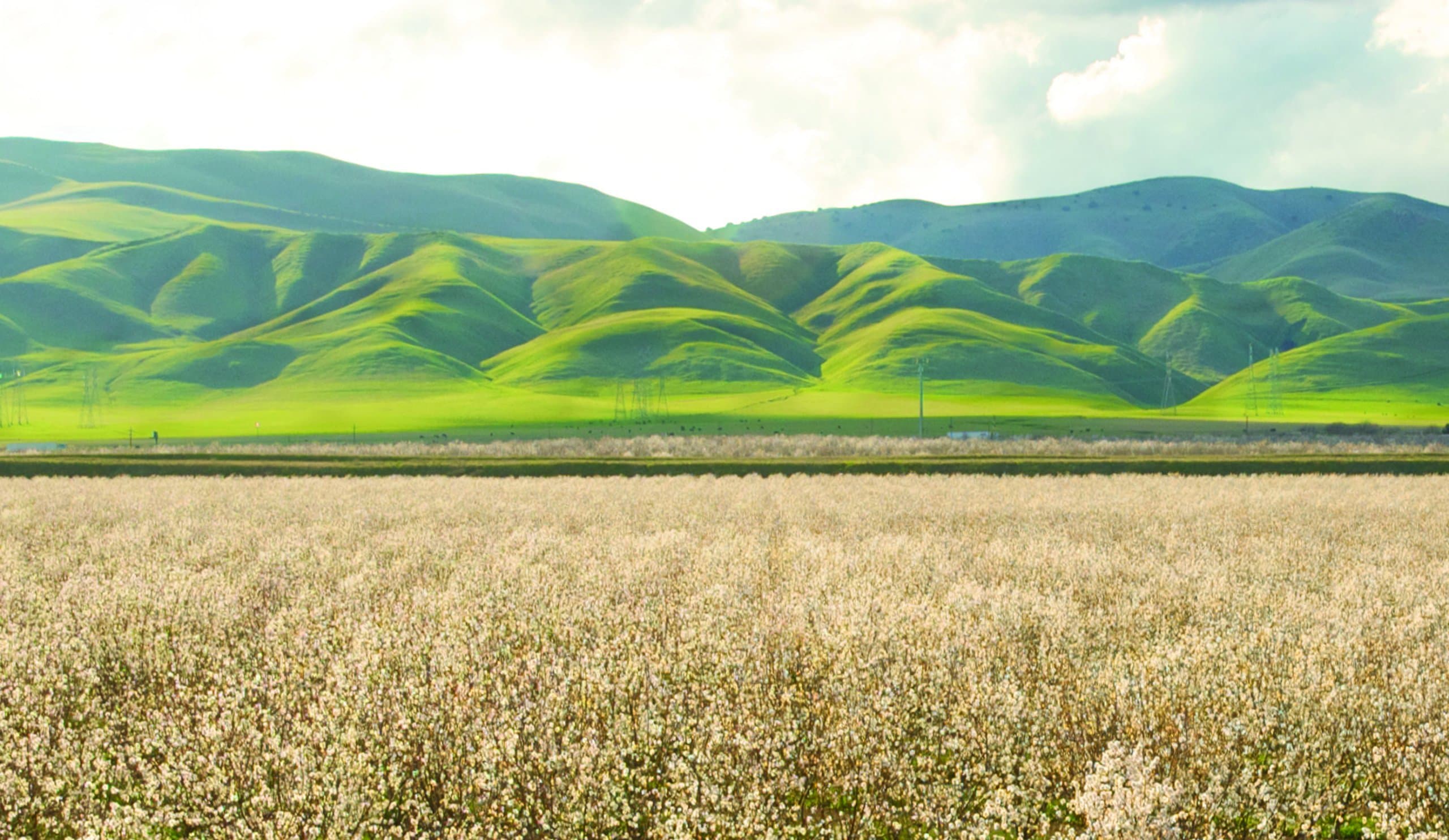 Field of white wildflowers in the foreground with rolling green hills and a cloudy sky in the background.