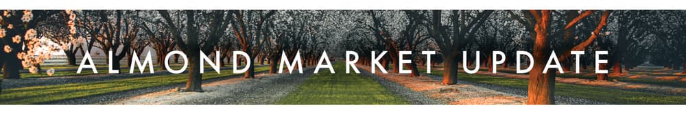 Almond orchard with rows of trees in bloom, sunlight filtering through, and the text Almond Market Update overlaid across the image.