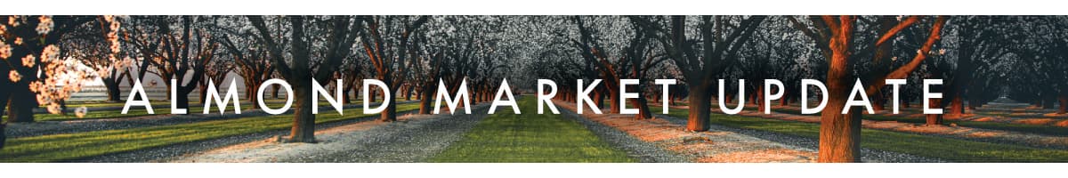 Almond orchard with rows of trees in bloom, sunlight filtering through, and the text Almond Market Update overlaid across the image.