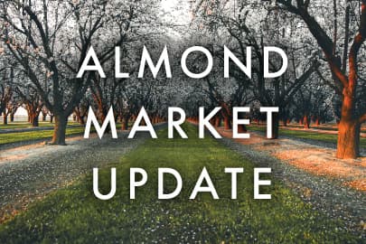Rows of almond trees in bloom with the words Almond Market Update in bold white letters overlaying the orchard scene.