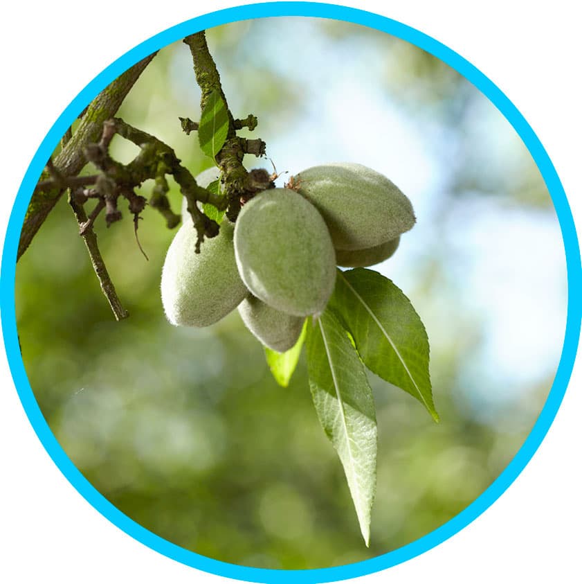 article-3-green-almond-in-orchard-1