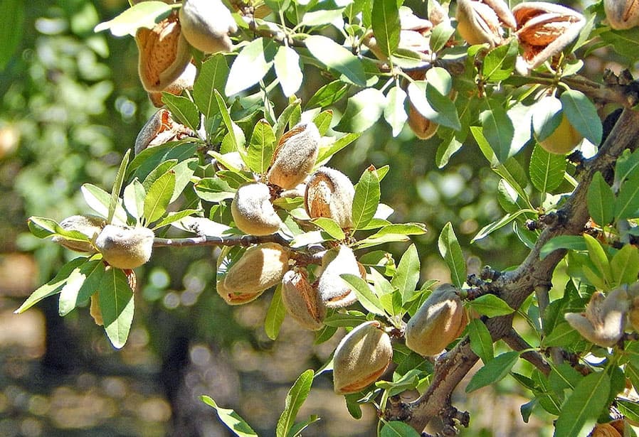 Almond tree branch with green leaves and multiple almond fruits in their hulls, some partially open, growing in natural sunlight.