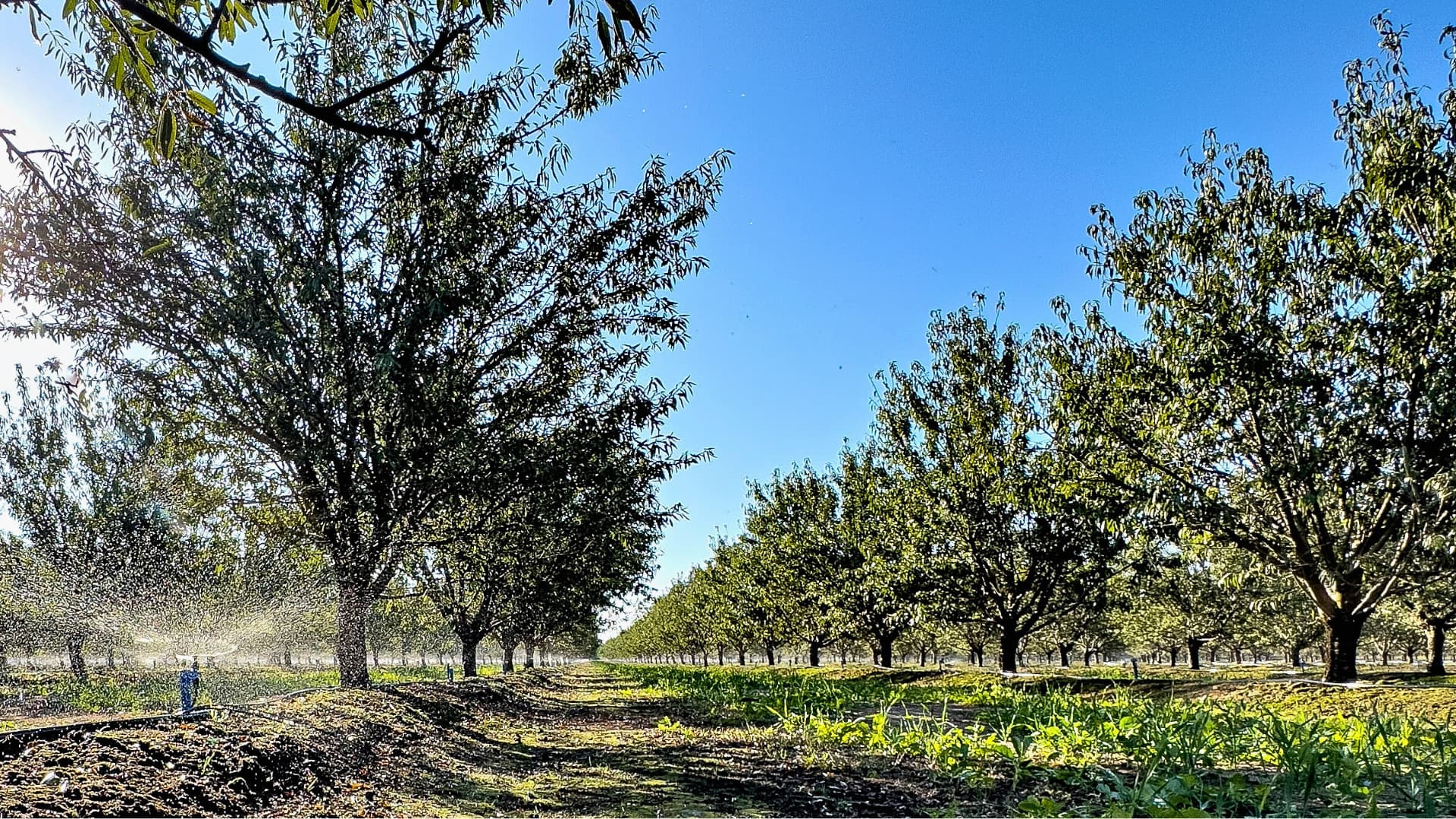 Rows of trees in an orchard with green ground cover, blue sky above, and water sprinklers spraying mist on the left side.