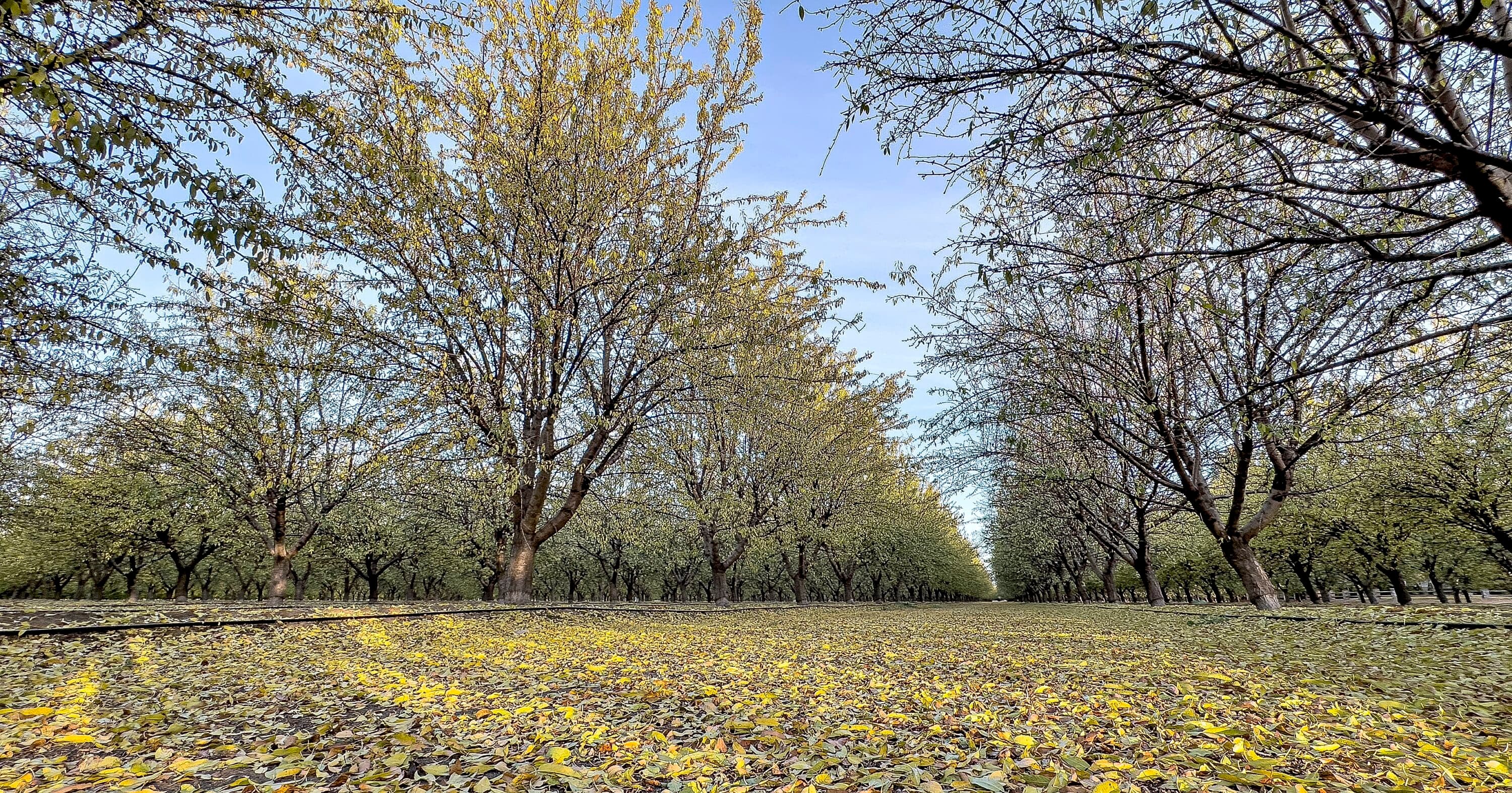 Rows of mature trees with green leaves in an orchard, sunlight filtering through branches, and irrigation pipes running along the ground.