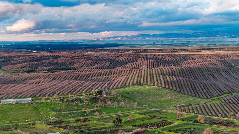 Aerial view of vast, orderly farmland with rows of trees, green fields in the foreground, and distant mountains under a partly cloudy sky.