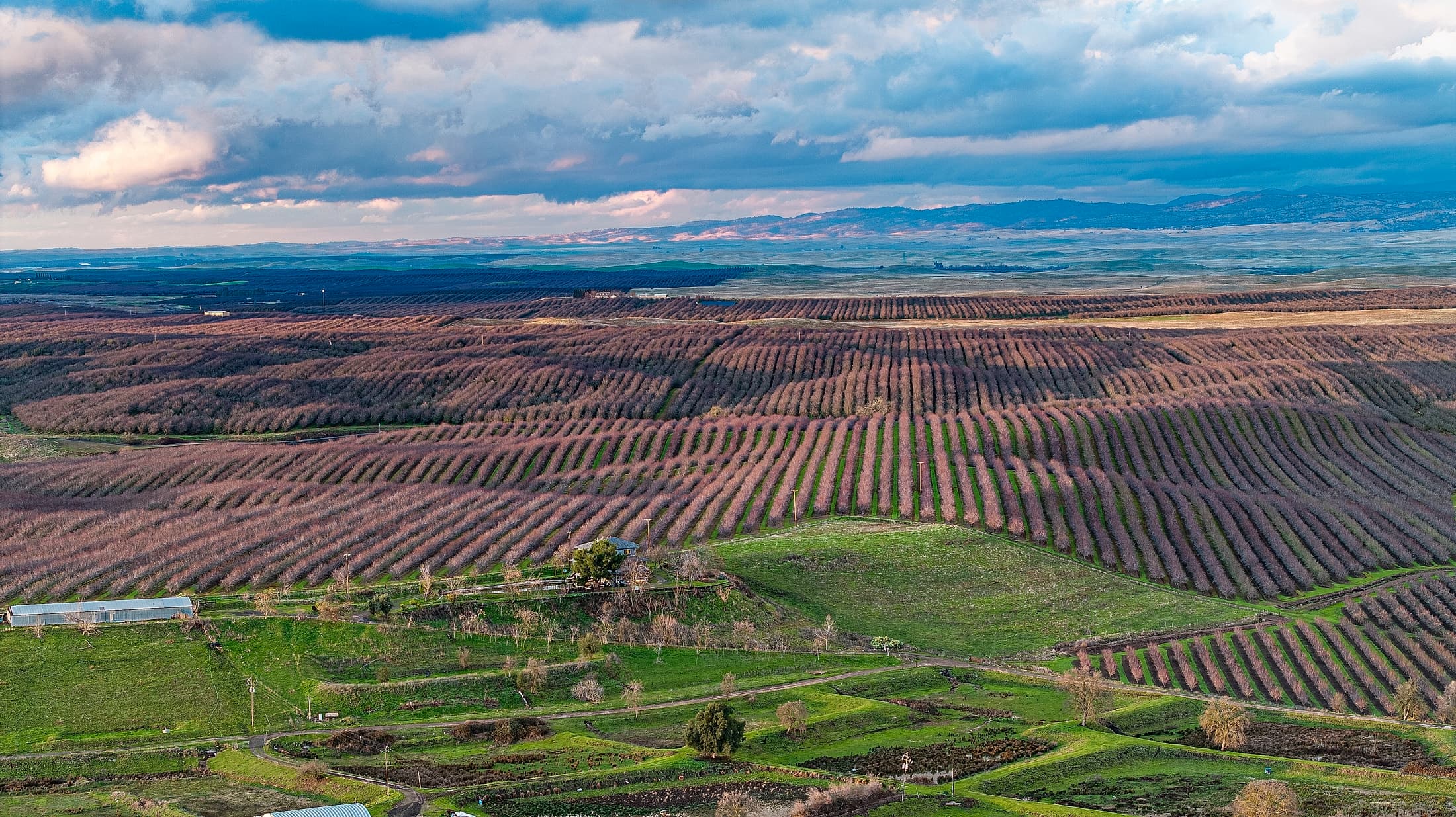 Aerial view of vast, orderly farmland with rows of trees, green fields in the foreground, and distant mountains under a partly cloudy sky.