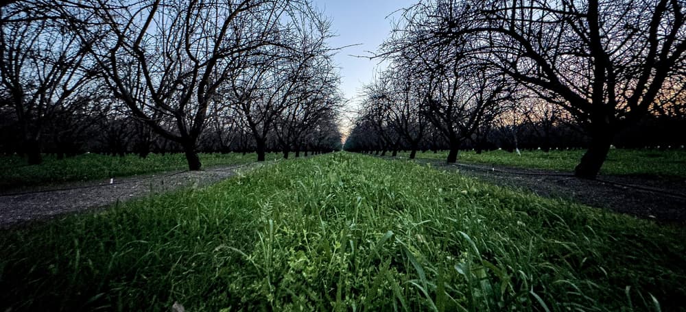 Rows of leafless trees stand on either side of a grassy path, stretching into the distance under a clear, dusky sky.