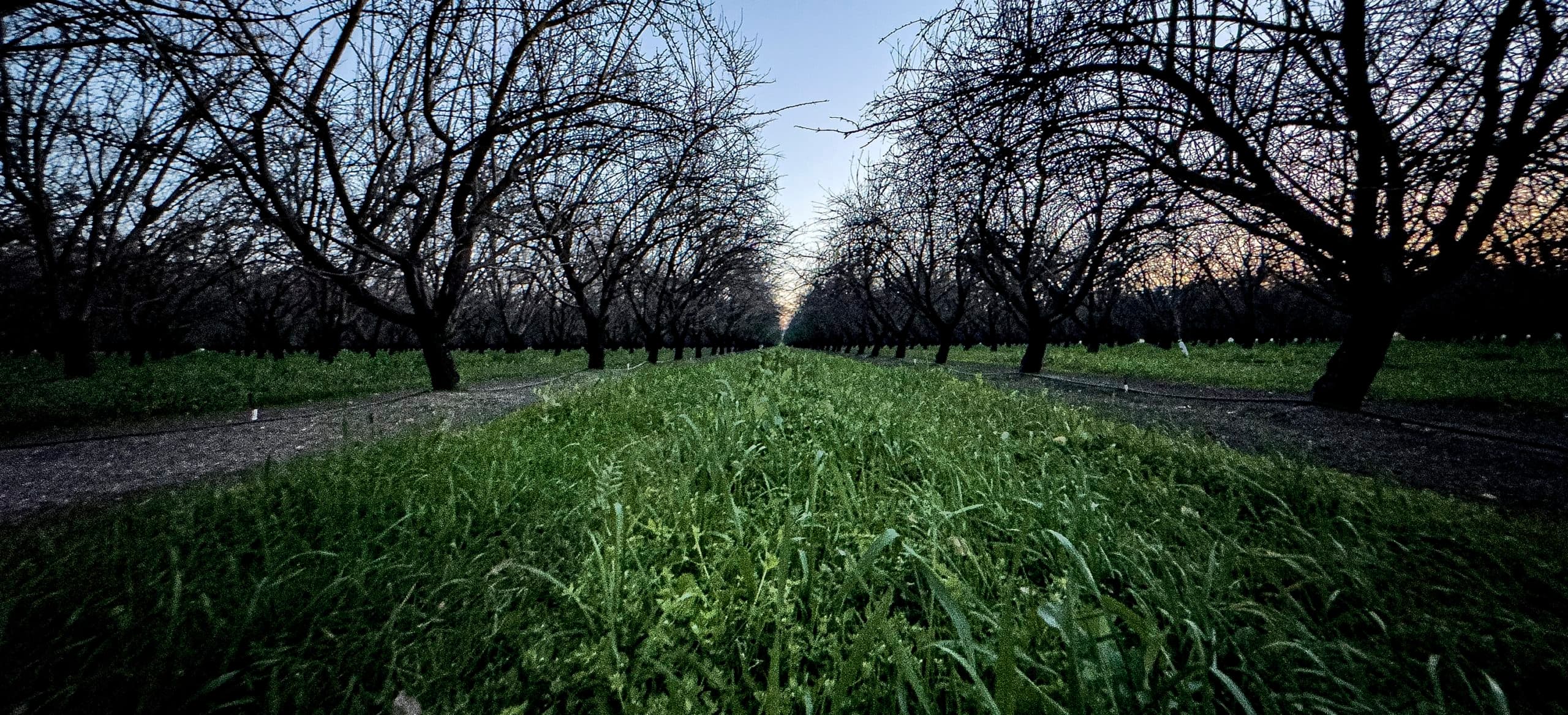 Rows of leafless trees stand on either side of a grassy path, stretching into the distance under a clear, dusky sky.