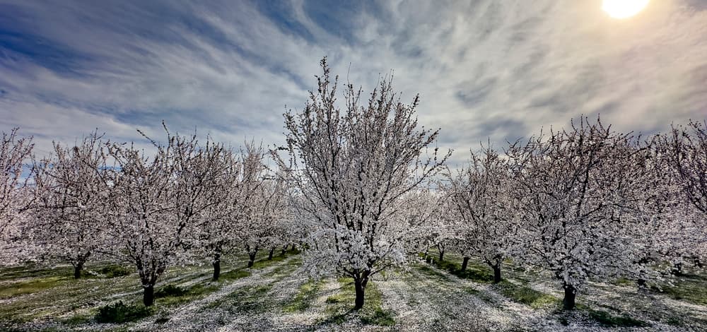 Rows of flowering trees in an orchard, with white blossoms covering the branches under a partly cloudy sky and sunlight filtering through.