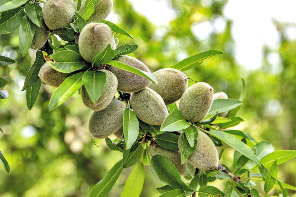Branch with clusters of unripe almonds in fuzzy green shells and elongated green leaves, set against a blurred outdoor background.