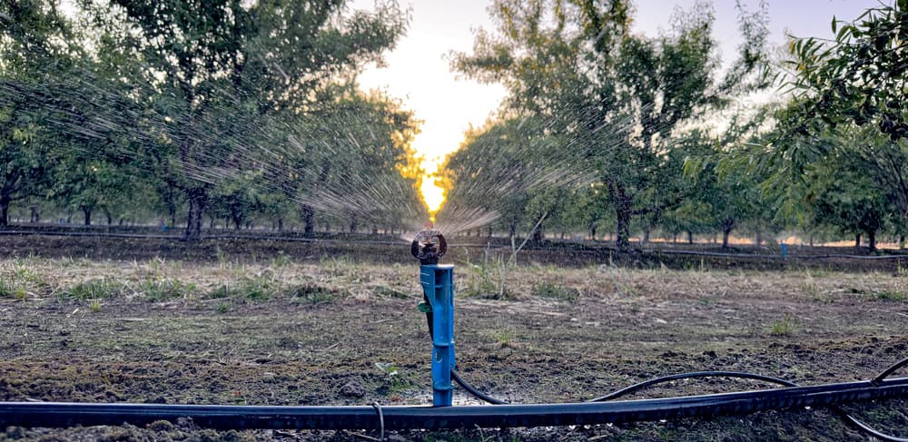 A sprinkler waters rows of trees in an orchard at sunset, with water spraying outward and sunlight shining through the background.