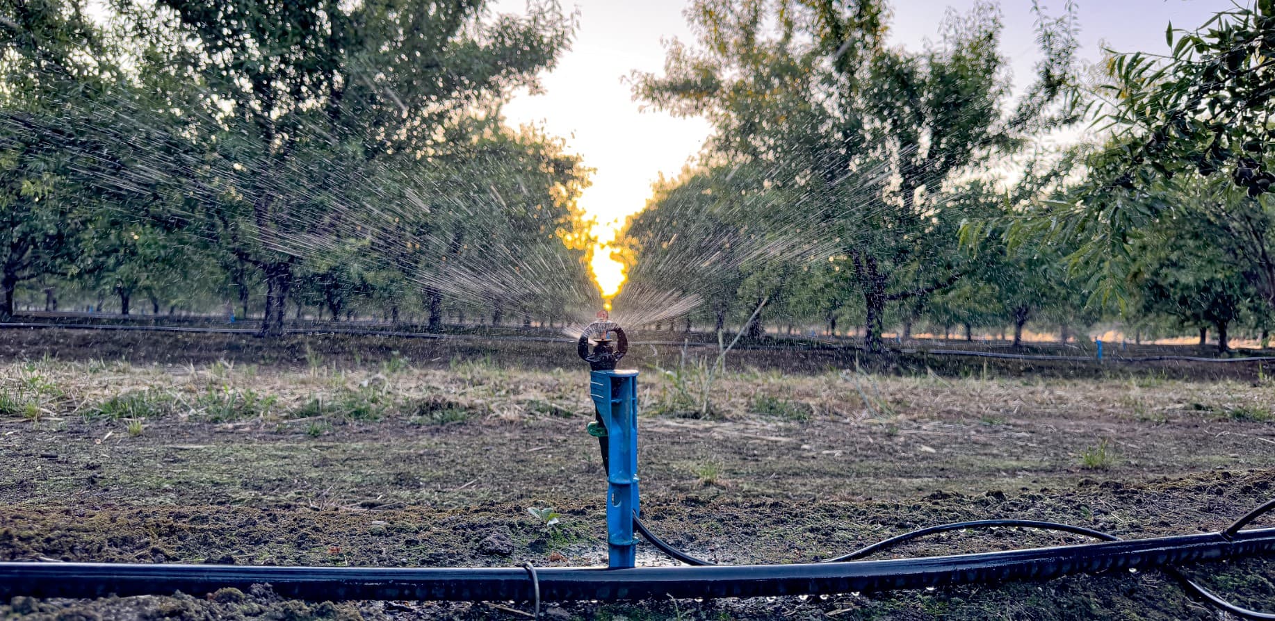 A sprinkler waters rows of trees in an orchard at sunset, with water spraying outward and sunlight shining through the background.