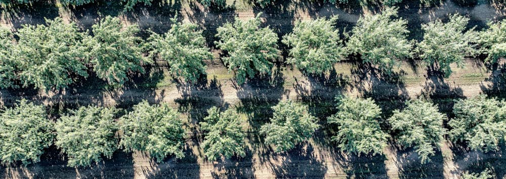 Aerial view of evenly spaced rows of green trees casting long shadows on the ground.