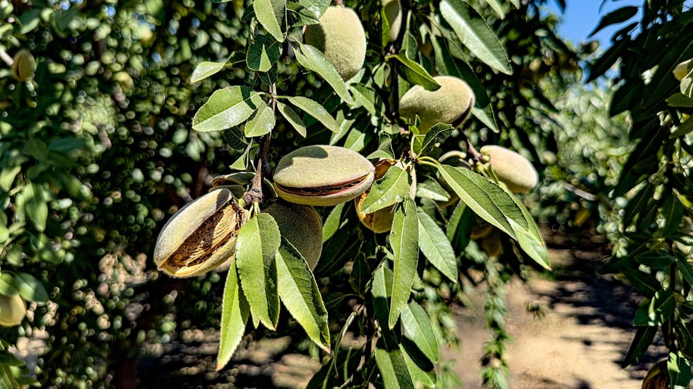 A close-up of almond tree branches showing green leaves and several almonds in their split hulls, with more trees blurred in the background.