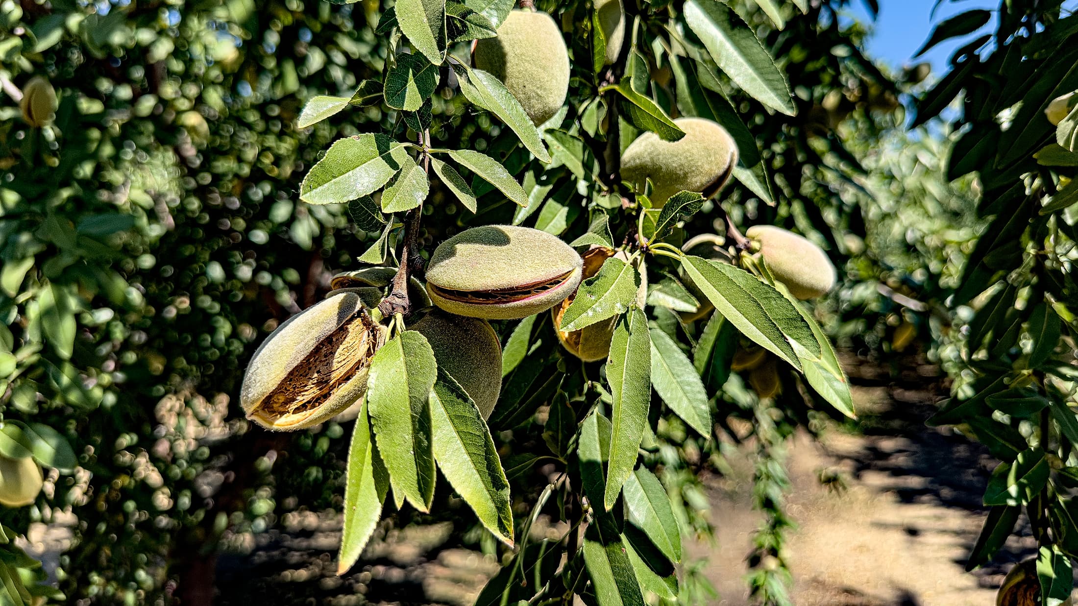 A close-up of almond tree branches showing green leaves and several almonds in their split hulls, with more trees blurred in the background.