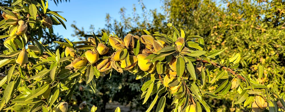 Close-up of almond tree branch with clusters of unripe almonds surrounded by green leaves, set against a background of other trees and a clear blue sky.