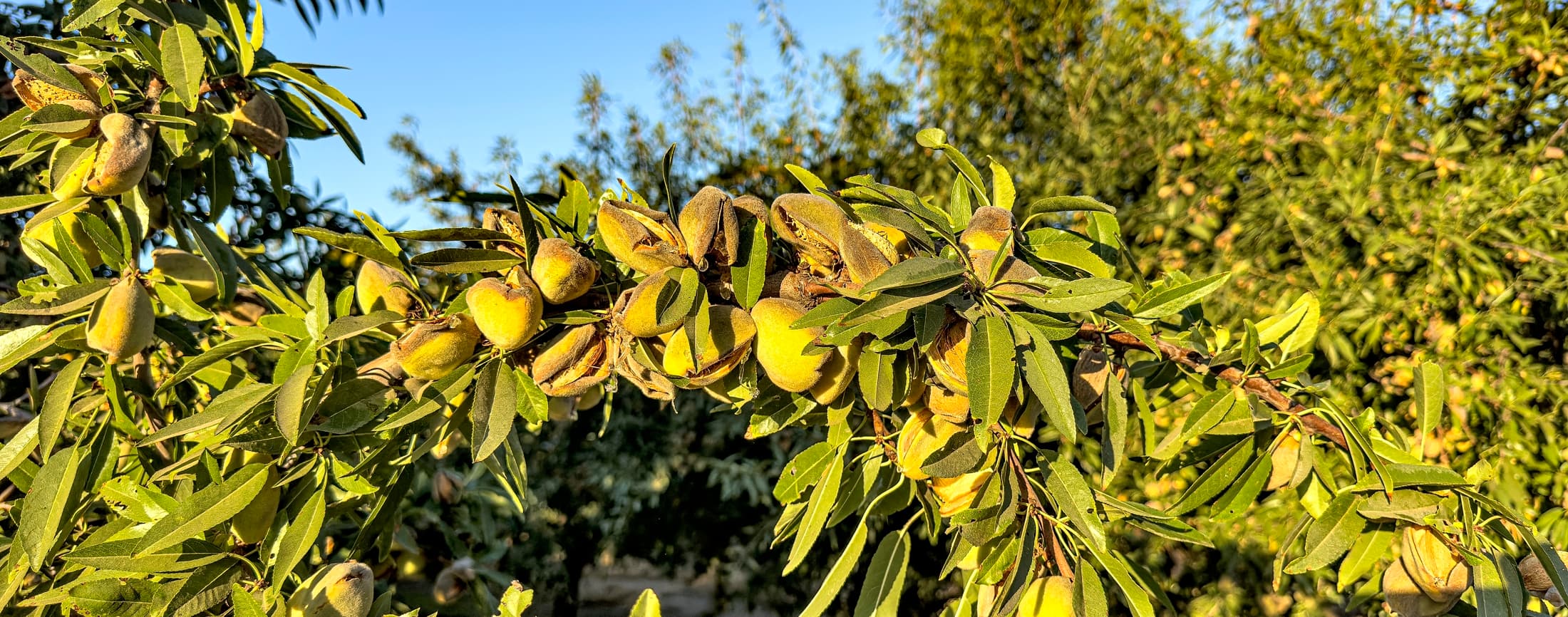 Close-up of almond tree branch with clusters of unripe almonds surrounded by green leaves, set against a background of other trees and a clear blue sky.