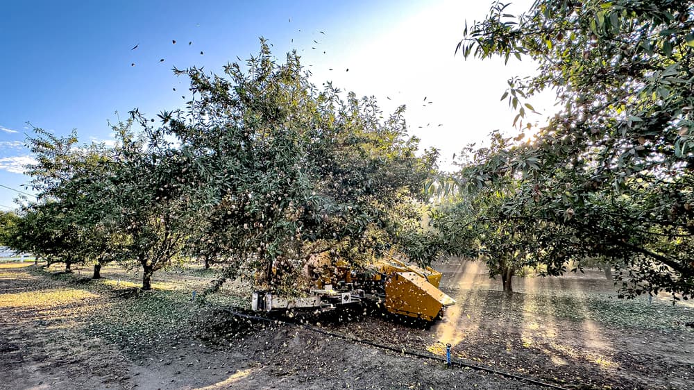 A yellow machine shakes an almond tree in an orchard, causing almonds and leaves to fall while sunlight filters through the branches.
