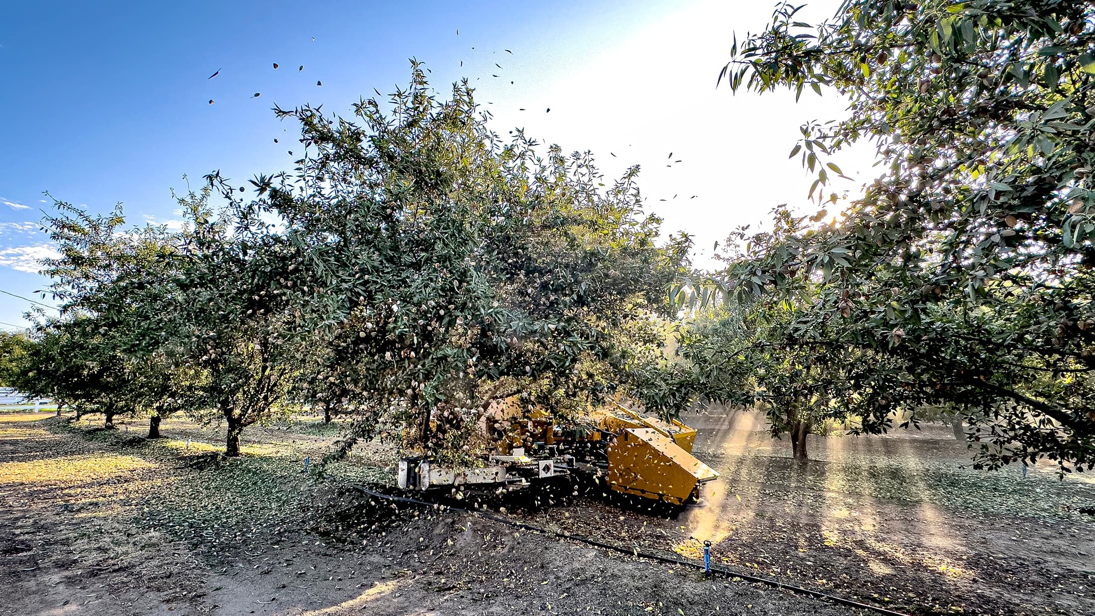A yellow machine shakes an almond tree in an orchard, causing almonds and leaves to fall while sunlight filters through the branches.